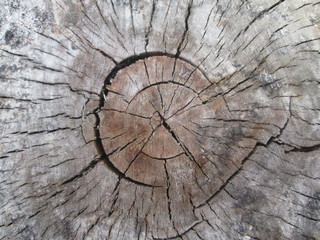 texture and background of sawn wood