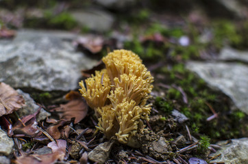 grzyb jadalny  © wedrownik52