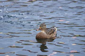 Утка в воде