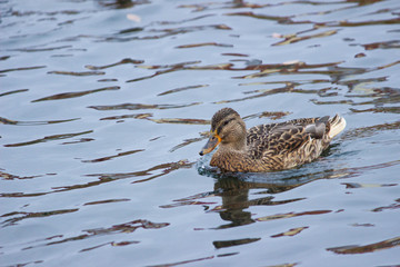 Утка в воде