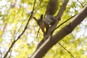 squirrel on a tree in the forest