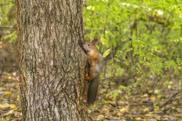 Naklejka na ściany i meble squirrel in the hollow tree