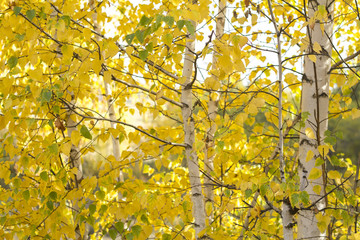 yellow birches in autumn