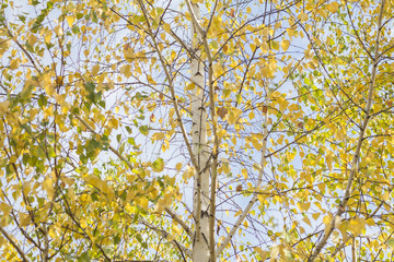 yellow birches in autumn