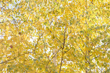 yellow birches in autumn