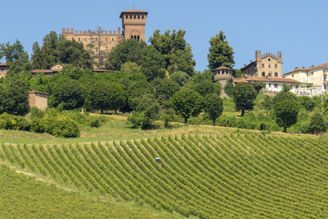 Fototapeta na wymiar Vineyards near Gabiano, Monferrato, Italy