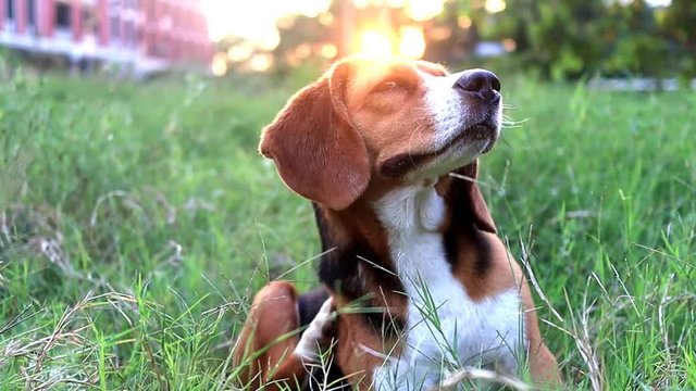 Beagle dog scratching body on green grass outdoor,the dog playing in the park in the evening .