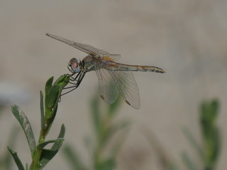 Libellula nel parco nazionale Delta del Po regione Emilia Romagna