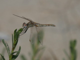 Libellula nel parco nazionale Delta del Po regione Emilia Romagna