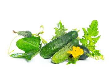 cucumber with leaf and flower natural vegetables organic food isolated on white background