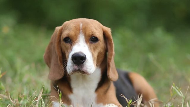 A cute beagle dog lying on the green grass outdoor in the park,the dog are looking forward for something it  has doubts.