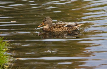 Утка в воде