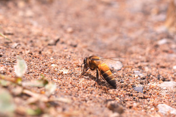 Big bee feeding on the ground