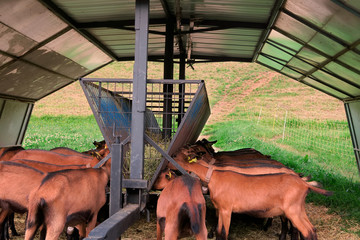 Troupeau de ch&egrave;vres en plein repas !