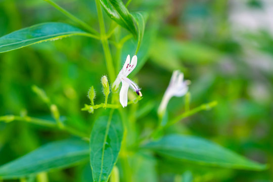 Andrographis paniculata fresh Thai herbal medicine herbs organic plant leaves and flower, closeup
