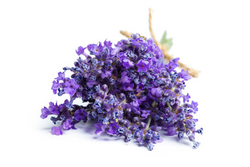 Lavender flowers on white background