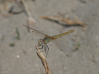 Libellula nel parco nazionale Delta del Po regione Emilia Romagna