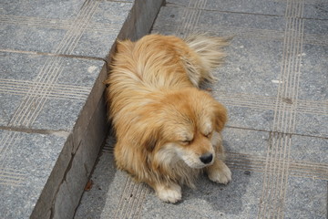 dog in Tibet