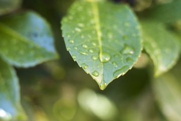 frischer Niederschlag