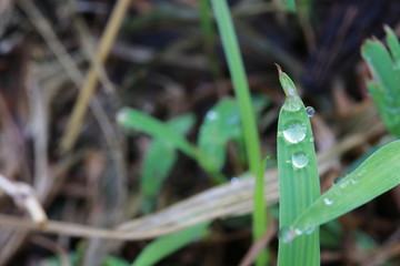 Dew drops on grass leaf in the morning