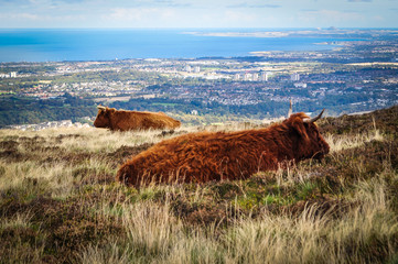 Highland cows with a view
