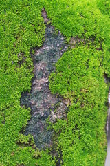 Close up green moss on bricks