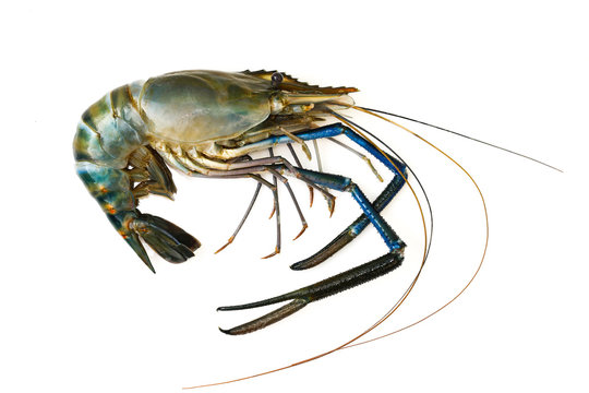 Image of fresh shrimp or lobster isolated on white background. Animal., Food.