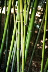 Close-Up of Bamboo Stems