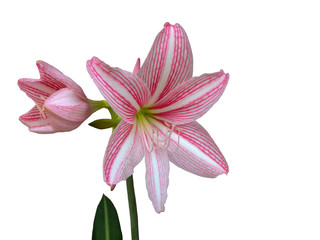 Pink hippeastrum or amaryllis flower isolated on white background with clipping path.