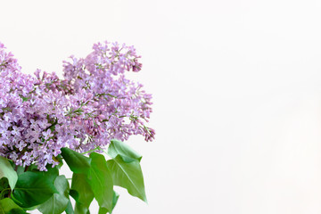 Fototapeta premium Bouquet of lilac flowers