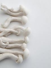 manojo de setas shimeji crudas