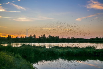 Colorful summer sunset sky with blue, pink, orange and white colors, swirling mass of starlings gathering above water lake before overnighting in reeds, black horizon with trees and chimney