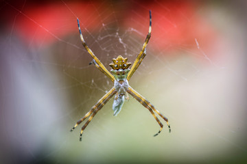 Argiope argentata in attesa