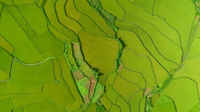 Aerial view 4k video by drone Paddy fields located in Tam Son town, Quan Ba District, Ha Giang Province, Vietnam. 