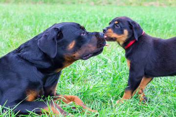 Puppy and adult rottweiler licking each other