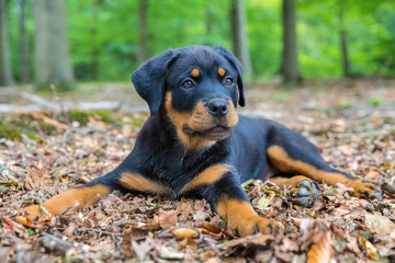 Rottweiler puppy lying in beech forest