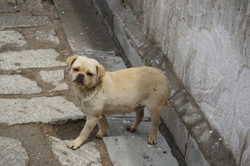 dog in Tibet