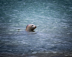 Naklejka premium Seals on the fjord coast in Iceland