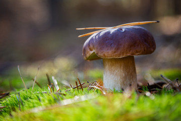 Boletus in a pine forest. Moss. Mushroom hike