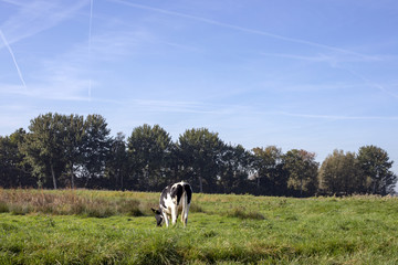 Black and white young cow, heifer, breed of cattle MRIJ with tiny udders, in the Netherlands standing  a meadow, pasture, with at the background trees and a blue sky with contrails.