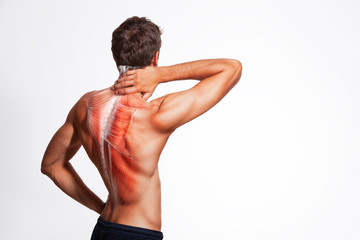 Man's back muscle and body structure. Human body view from behind isolated on white background.