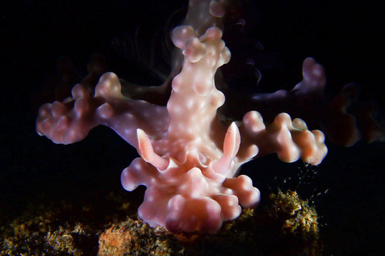 Ceratosoma alleni