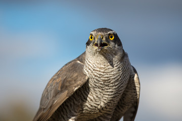 Northern goshawk (Accipiter gentilis) closeup on nature background