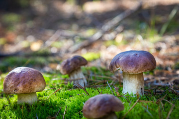 Boletus in a pine forest. Moss. Mushroom hike