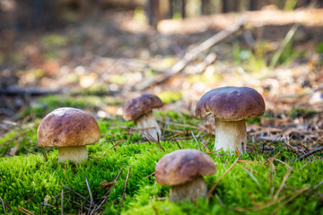 Boletus in a pine forest. Moss. Mushroom hike