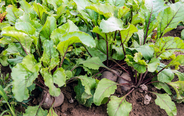 Harvest ripe organically grown beetroot from close