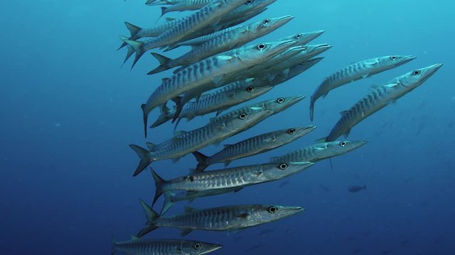 Large School of Chevron Barracuda fish or Sawtooth Barracuda (Sphyraena putnamae), Indonesia
