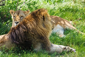 Lion Couple Resting