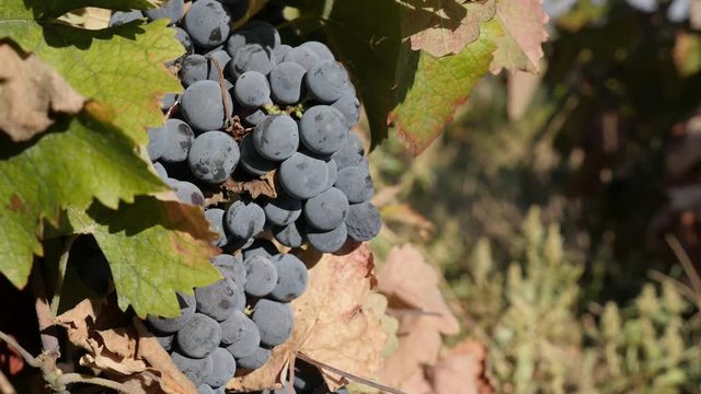 Juicy purple grapevines cluster in a vineyard slow motion footage