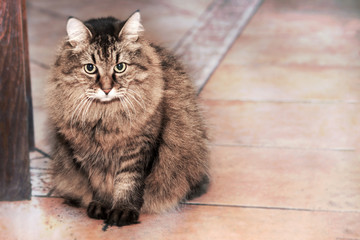 Long-haired Siberian cat tebby colour sits on the floor background, indoors, impressive look. Close up, copy space. Animal in our home.